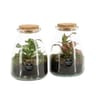 Terrarium 1 plante
