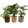 Plante verte de luxe pot 12cm céramique