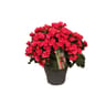 Begonia betulia mixte pot 19 cm ht 40 cm