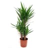 Yucca pot 24 cm