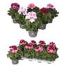 Pelargonium grandiflorum p13