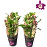 Dendrobium pot 12cm