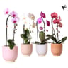 Phalaenopsis 1 tige cascade pot 12cm céramique