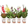 Orchidée 1 tige pot 12cm