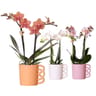 Phalaenopsis pot 9cm 2 tiges céramique