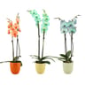 Phalaenopsis 2 tiges pot 12cm teintés céramique