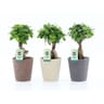 Ficus ginseng pot de 12 cm céramique