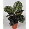 Calathea pot de 14 cm