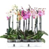 Phalaenopsis 2 tiges pot 12 cm