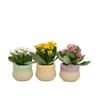 Kalanchoe d7 curve