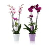 Orchidée "mere fille" (2 tiges + 1 tige)