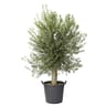 Olivier europaea tr 30/40 promo c70l