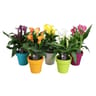 Arum mix pot plastique de 12 cm