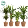 Plante verte mixte pot 19cm panier