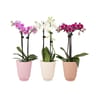 Orchidée 2 tiges pot de 9cm avec céramique colorée