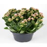 Coupe kalanchoe pot 23 cm