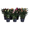 Rosier pot 13 cm