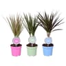 Dracaena pot 11 cm