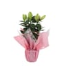 Lys Pot 13 emballage fleuriste