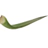 Aloe vera bio