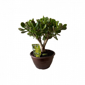 Crassula ovata coupe 20 cm couleur bronze ou blanche touffe