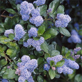 Ceanothus arbustive persistante c2l