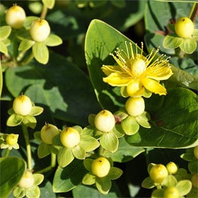 Millepertuis hypericum patulum hidcote C.2