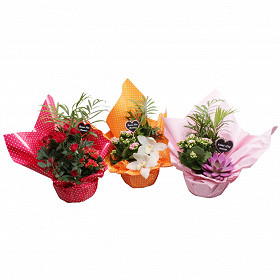 Composition jardin secret - 3 plantes diamètre 18 cm