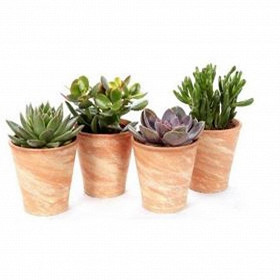 Succulent mix vase terracota p11