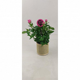 Plante fleurie et son photophore pour la fete des meres ref 74905