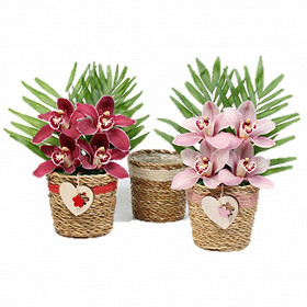 Cymbidium centre de table osier + verre 4 fleurons