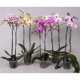 Orchidée phalaenopsis 2 tiges pot 12cm