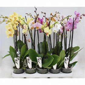 Orchidée phalaenopsis 3 tiges pot de 12 cm
