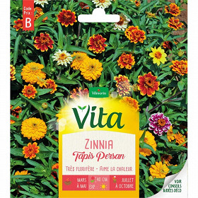 Vita Vilmorin zinnia tapis persant