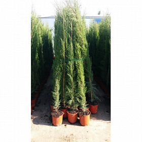 Cypres de provence cupressus sempervirens ct25 10l ht 180-200