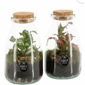Arrangement en verre terrarium