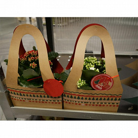 Kalanchoe en sac cadeau