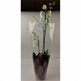 Phalaenopsis en deco noel