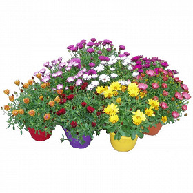 Osteospernum carnaval pot 25 cm 4.6l couleur