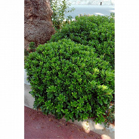 Pittosporum tobira nana c4/c4,5