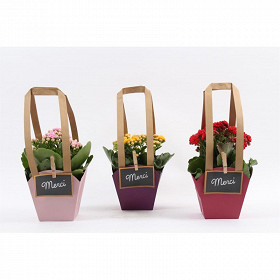 Kalanchoé "récréation" pot de 10 cm dans sac - couleurs assorties